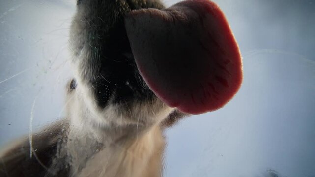 Domestic puppy dog golden retriever happily licks transparent glass in front of camera. Little best pet, small friends eating delicious food.