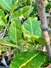 Yellowing leaves from scale