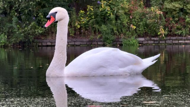 Slow Motion Swan with Water Dripping from Mouth