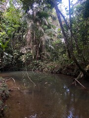 Riven in rainforest