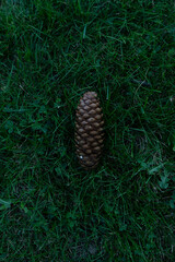 A close-up of a hand picking up a pine cone from a bed of green grass.