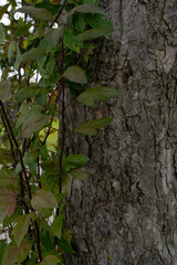 Close Up of Bark on Tree macro photography. multi use background or backdrop.
