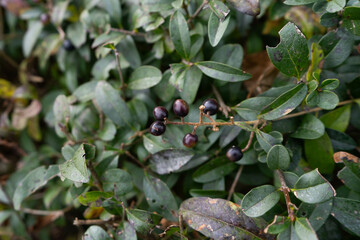 Italian buckthorn plant with glossy evergreen leaves and red and black berries.