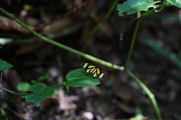Borboleta Amarela na Floresta