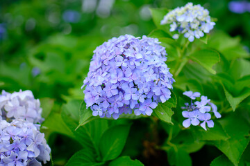 Close-up of hydrangea