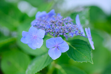 Close-up of hydrangea