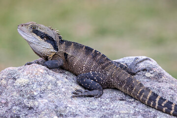 Australian Eastern Water Dragon basking on sandstone rock