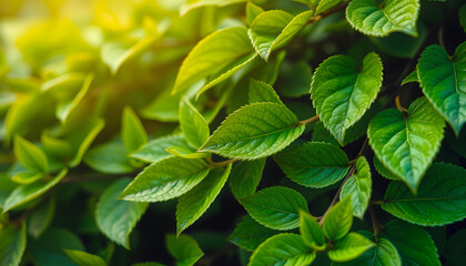Fototapeta premium Green leaves pattern background, natural background and wallpaper. Nature of green leaf in garden at summer. Natural green leaves plants using as spring background. Vertical. Selective focus isolate