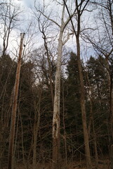 Fototapeta premium the tall trees
