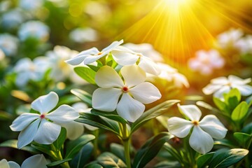 Fototapeta premium White Periwinkle Flowers in Spring Garden - Vibrant Floral Product Photography for Home Decor and Nature Lovers
