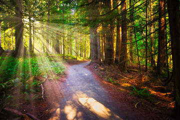 Fototapeta premium A serene forest pathway illuminated by sunlight filtering through lush trees, inviting tranquility and exploration in fall season.
