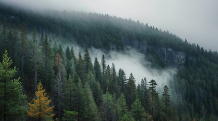 a pine trees in a forests in a day with fog in the mountain