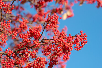 branch of wild ash with berries on blue sky background