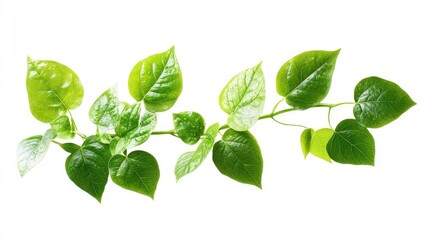 Illuminating Photosynthesis - High-Quality Hyperealistic Stock Photo with Cinematic Lighting in the Air