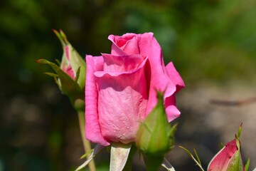 Pink Rose