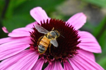 Bee on flower