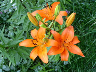 Day Lilly