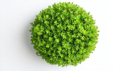 Vivid Ulex europaeus Chloroplasts in Circular Arrangement on White Background