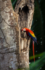 Scarlet Macaw in Costa Rica
