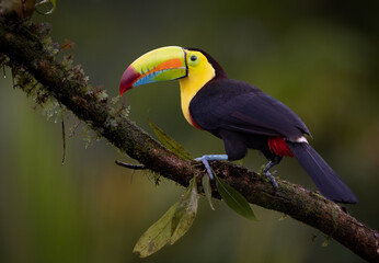 A Toucan in Costa Rica 