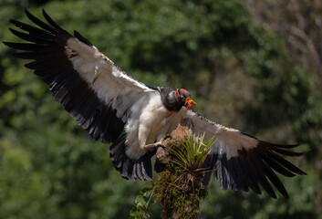 King Vulture in Costa Rica 