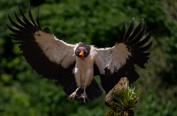 King Vulture in Costa Rica 