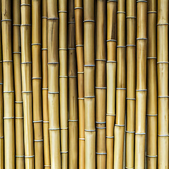 Bamboo texture background showing natural bamboo stalks in a vertical arranged pattern