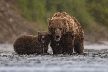 Brown bear in Katmai, Alaska