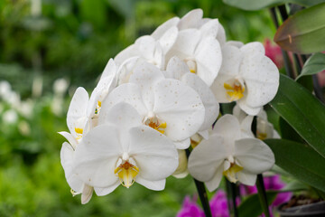 white orchid flowers