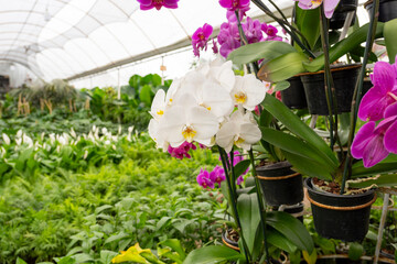 pink and white flowers