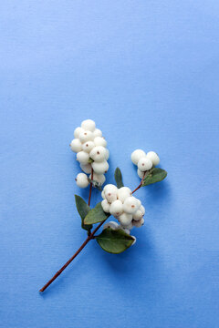 Symphoricarpos albus or snowberry on blue background. Vertical banner. Selective focus, copy space
