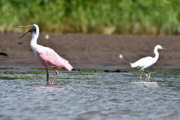 Hermosa ave costarricense en extraordinario paisaje en Costa Rica, bajo la lluvia o el sol, las aves en Costa Rica son hermosas.