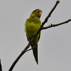 Hermosa ave costarricense en extraordinario paisaje en Costa Rica, bajo la lluvia o el sol, las aves en Costa Rica son hermosas.