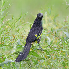 Hermosa ave costarricense en extraordinario paisaje en Costa Rica, bajo la lluvia o el sol, las aves en Costa Rica son hermosas.