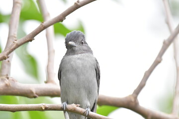 Hermosa ave costarricense en extraordinario paisaje en Costa Rica, bajo la lluvia o el sol, las aves en Costa Rica son hermosas.