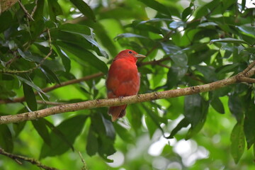 Hermosa ave costarricense en extraordinario paisaje en Costa Rica, bajo la lluvia o el sol, las aves en Costa Rica son hermosas.