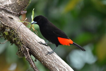 Hermosa ave costarricense en extraordinario paisaje en Costa Rica, bajo la lluvia o el sol, las aves en Costa Rica son hermosas. © MaritoFotografía