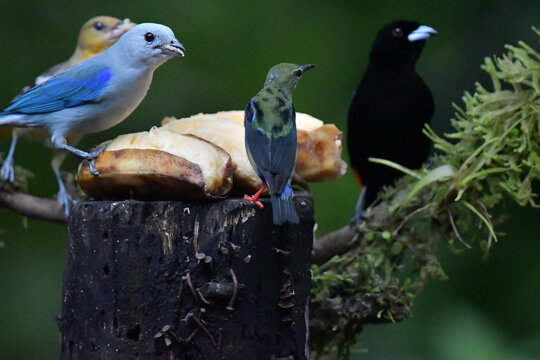 Hermosa ave costarricense en extraordinario paisaje en Costa Rica, bajo la lluvia o el sol, las aves en Costa Rica son hermosas.