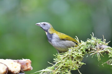 Hermosa ave costarricense en extraordinario paisaje en Costa Rica, bajo la lluvia o el sol, las aves en Costa Rica son hermosas. © MaritoFotografía