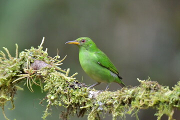 Hermosa ave costarricense en extraordinario paisaje en Costa Rica, bajo la lluvia o el sol, las aves en Costa Rica son hermosas.