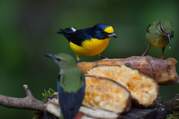 Hermosa ave costarricense en extraordinario paisaje en Costa Rica, bajo la lluvia o el sol, las aves en Costa Rica son hermosas.