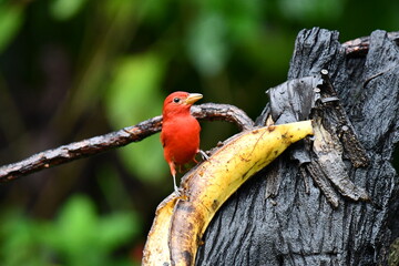 Hermosa ave costarricense en extraordinario paisaje en Costa Rica, bajo la lluvia o el sol, las aves en Costa Rica son hermosas. © MaritoFotografía