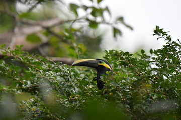 Hermosa ave costarricense en extraordinario paisaje en Costa Rica, bajo la lluvia o el sol, las aves en Costa Rica son hermosas.
