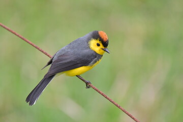 Hermosa ave costarricense en extraordinario paisaje en Costa Rica, bajo la lluvia o el sol, las aves en Costa Rica son hermosas. © MaritoFotografía