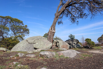 australian bushland landscape with rock formation and windswept tree in you yangs national park