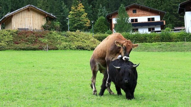 Video von einem m&auml;nnlichen Braunvieh, das sich mit einem Schottischen Hochlandrind paaren m&ouml;chte