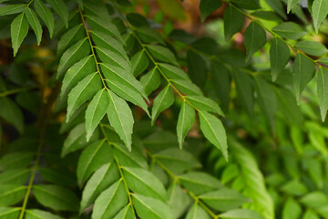 Daun Kari or Curry leaves plant in the garden. Aromatic leaves for making chicken or beef curry. Green beautiful background.