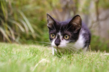 cat on grass