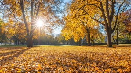 Fototapeta premium Golden Autumn Leaves in a Sunny Park