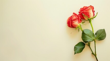 Fototapeta premium A row of red roses are arranged in a line